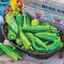 Anaheim 118 Hybrid Hot Pepper  Seed