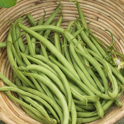 Early Contender Bush Bean Seed - Image 3