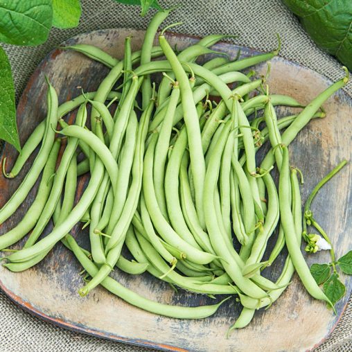 Early Contender Bush Bean Seed - Image 2