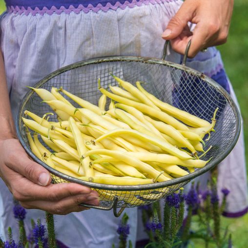 Improved Golden Wax Bush Bean Seed - Image 2