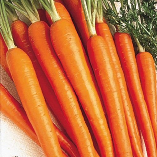 Tendersweet Carrot Seed - Image 2