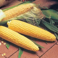 Double Delicious Hybrid Sweet Corn Seed (se)