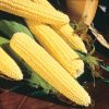 Northern Yellow Xtra-Sweet Hybrid Sweet Corn Seed (sh2)