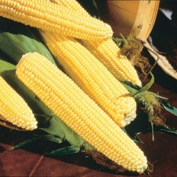 Northern Yellow Xtra-Sweet Hybrid Sweet Corn Seed (sh2)