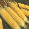 Kandy Korn Hybrid Sweet Corn Seed (se)