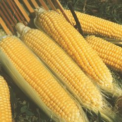 Kandy Korn Hybrid Sweet Corn Seed (se)