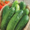 Straight Eight Slicing Cucumber Seed