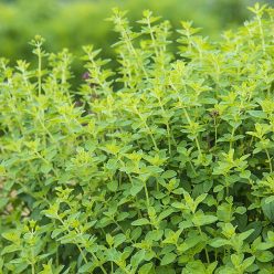 Oregano Herb Seed
