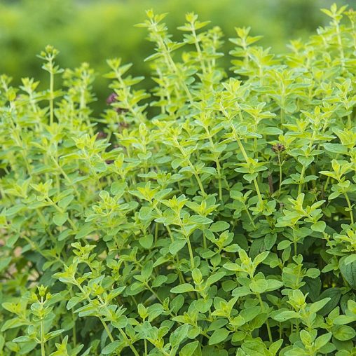 Oregano Herb Seed