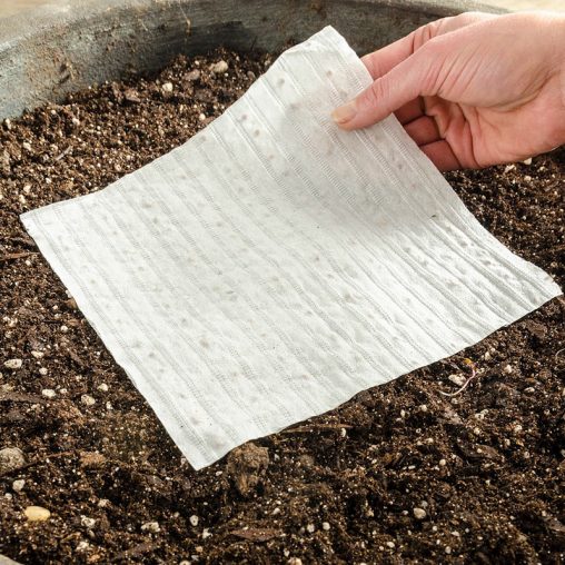 Oregano Herb Seed - Image 2