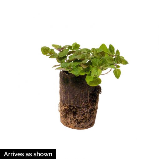 Oregano Herb Seed - Image 3