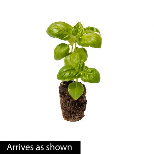 Sweet Basil Herb Seed - Image 2