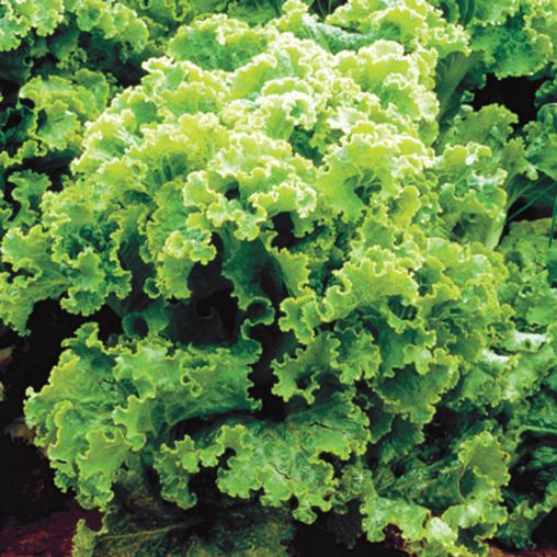 Green Ice Leaf Lettuce Seed - Image 2