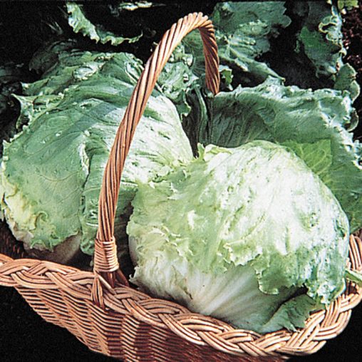 Ithaca Head Lettuce Seed - Image 2