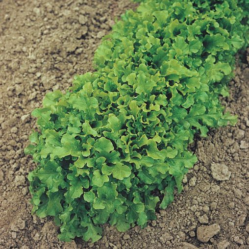 Salad Bowl Leaf Lettuce Seed - Image 2