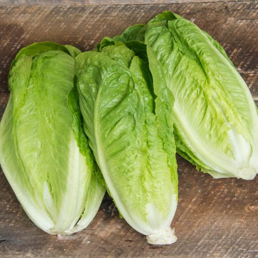 Romaine Head Lettuce Seed - Image 2