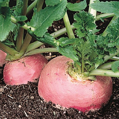Purple Top White Globe Turnip Seed - Image 2