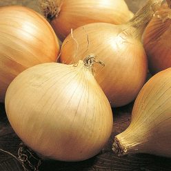 Walla Walla Onion Seed
