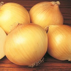 Yellow Sweet Spanish Onion  Seed