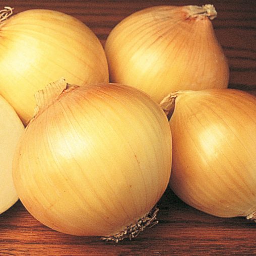 Yellow Sweet Spanish Onion  Seed