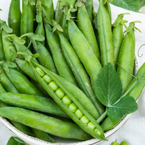 Maestro Pea Seed - Image 2