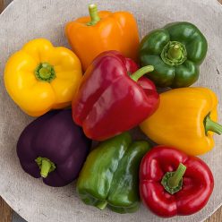 Sweet Bell Hybrid Sweet Pepper Mix  Seed