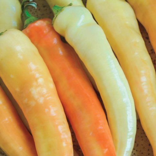 Sweet Banana Sweet Pepper  Seed - Image 3