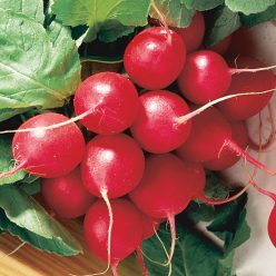 Cherry Belle Radish Seed