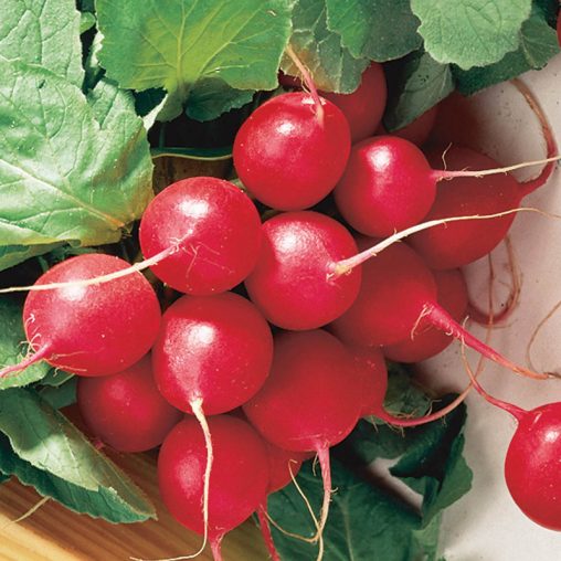 Cherry Belle Radish Seed - Image 2