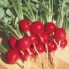 Champion Radish Seed