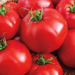 Big Beef Hybrid Tomato  Seed