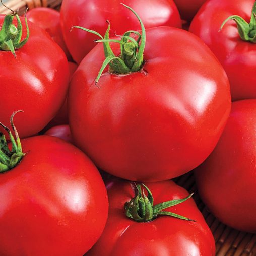 Big Beef Hybrid Tomato  Seed