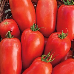 Roma Tomatoes  Seed