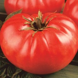 Mortgage Lifter Tomato  Seed