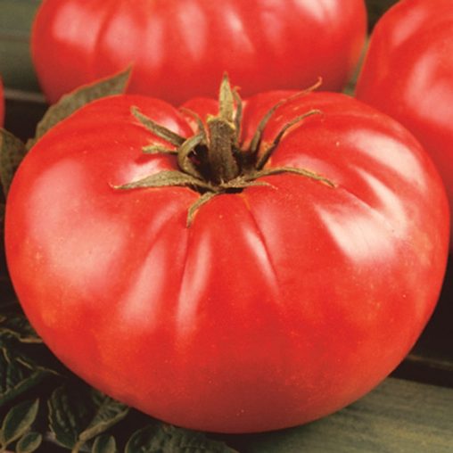 Mortgage Lifter Tomato  Seed - Image 2