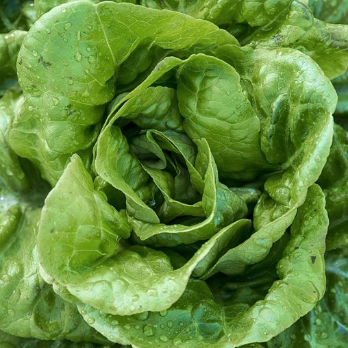 Buttercrunch Head Lettuce Seed - Image 2