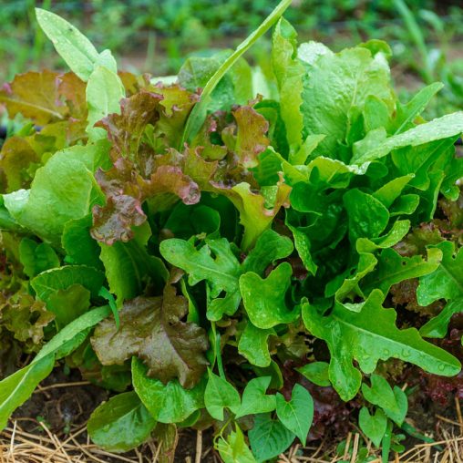 Premium Lettuce Seed Blend - Image 2