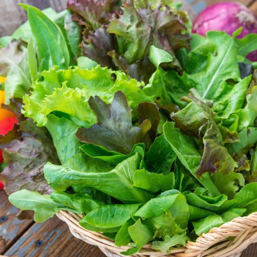 Premium Lettuce Seed Blend - Image 3