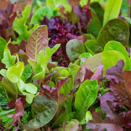 Premium Lettuce Seed Blend - Image 4