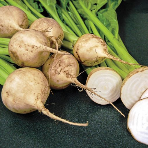 Avalanche Beet Seed