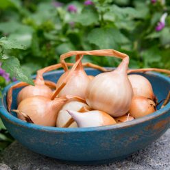 Red Sun Shallot  Seed