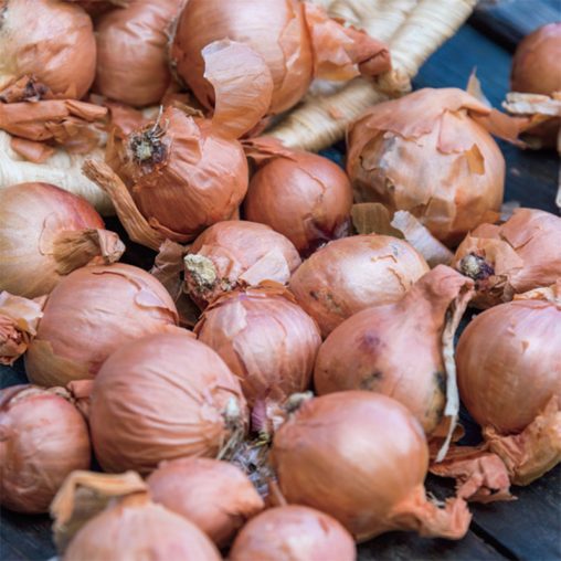 Red Sun Shallot  Seed - Image 2