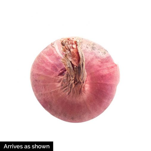 Red Sun Shallot  Seed - Image 4