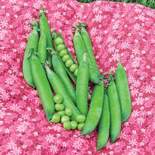 Sweet Pick Pea Seed - Image 3