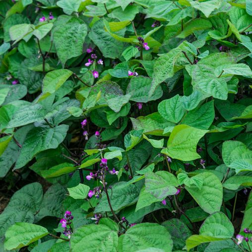 Purple Queen Improved Bush Bean Seed - Image 2