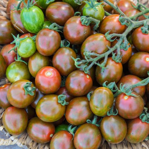Chocolate Sprinkles Hybrid Tomato  Seed - Image 2