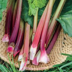 Victoria Rhubarb Seed