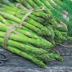 AsparaBest Asparagus Seed
