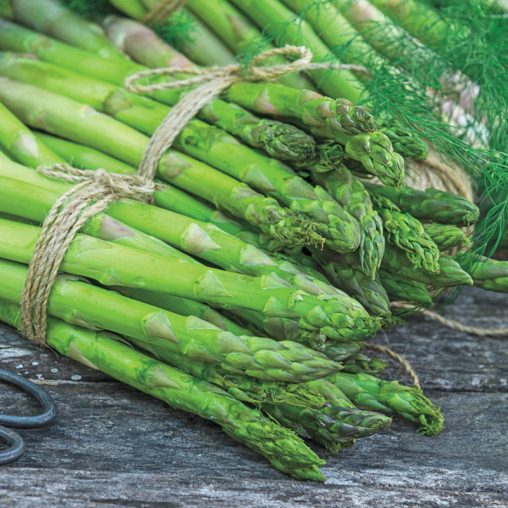 AsparaBest Asparagus Seed
