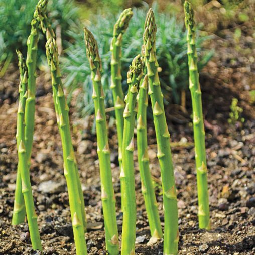 AsparaBest Asparagus Seed - Image 3